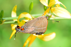 Parrhasius moctezuma