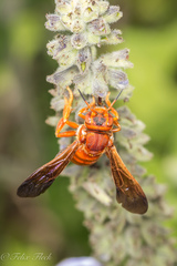 Dianthidium macrurum