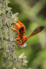 Dianthidium macrurum