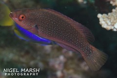 Cirrhilabrus punctatus