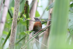 Synallaxis erythrothorax