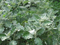 Solanum marginatum