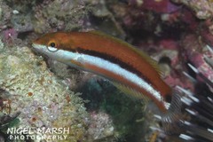 Yellow Wrasse photo 3
