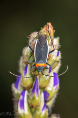 Hadronemidea esau