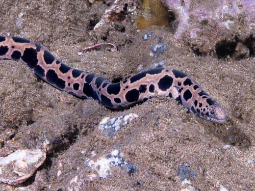 Scuticaria tigrina, 2025-04-17