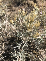 Tetradymia