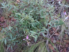 Desmodium batocaulon