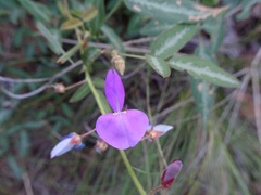 Desmodium batocaulon