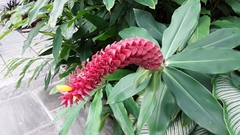 Costus barbatus