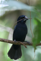 Cyanoloxia cyanoides