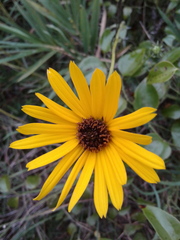 Helianthus heterophyllus