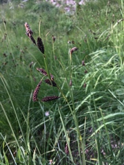 Carex spectabilis