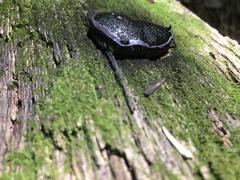 Camarops