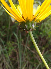 Helianthus heterophyllus