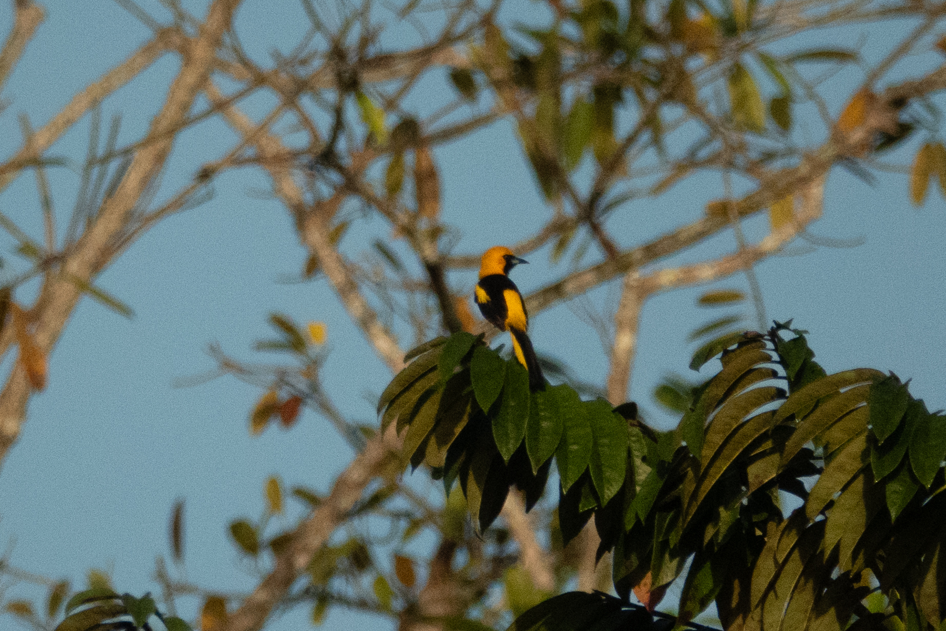 Yellow-tailed Oriole illustration