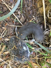 Glaucomys oregonensis