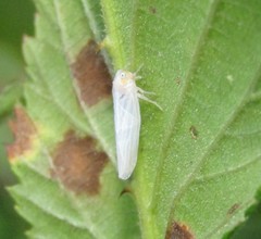 Neocenchrea heidemanni