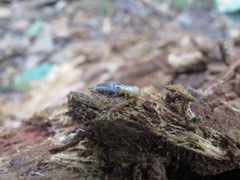 Kalotermitidae