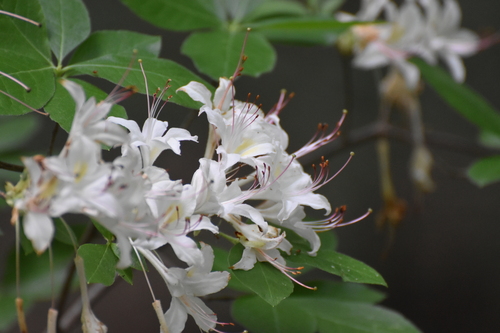 Santee Azalea (Rhododendron eastmanii)