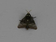 Megalopygidae