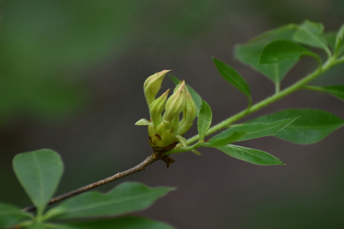 Image of Rhododendron eastmanii by (c) Ryan Watson, some rights reserved (CC BY)
