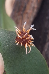 Uromyces hawksworthii