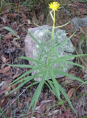 Verbesina longifolia
