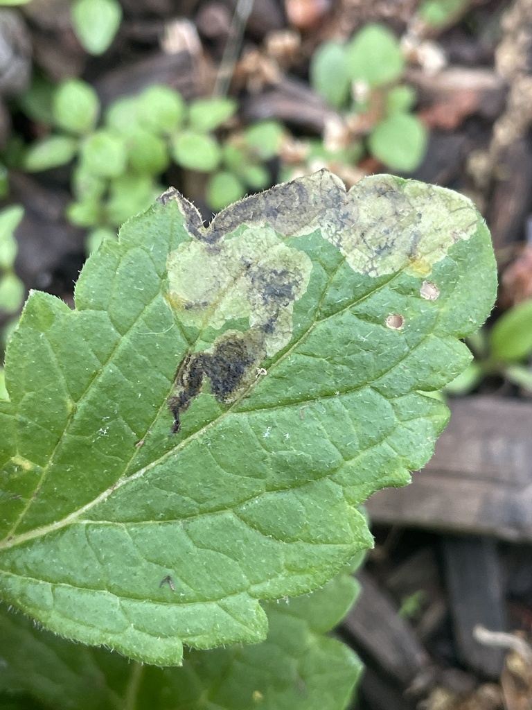 Calycomyza verbenae