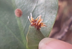 Uromyces hawksworthii