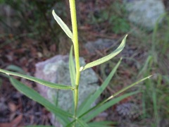 Verbesina longifolia