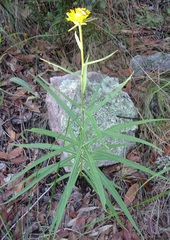 Verbesina longifolia