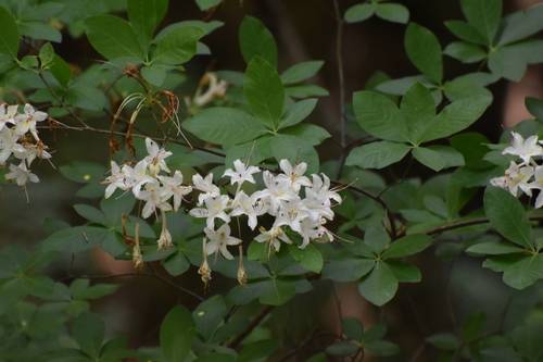 Image of Rhododendron eastmanii by (c) Ryan Watson, some rights reserved (CC BY)