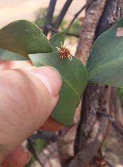 Uromyces hawksworthii