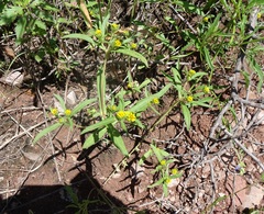 Melampodium strigosum