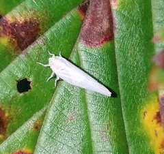 Neocenchrea heidemanni