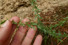 Genista germanica