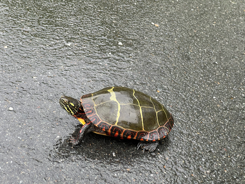 Eastern Painted Turtle
