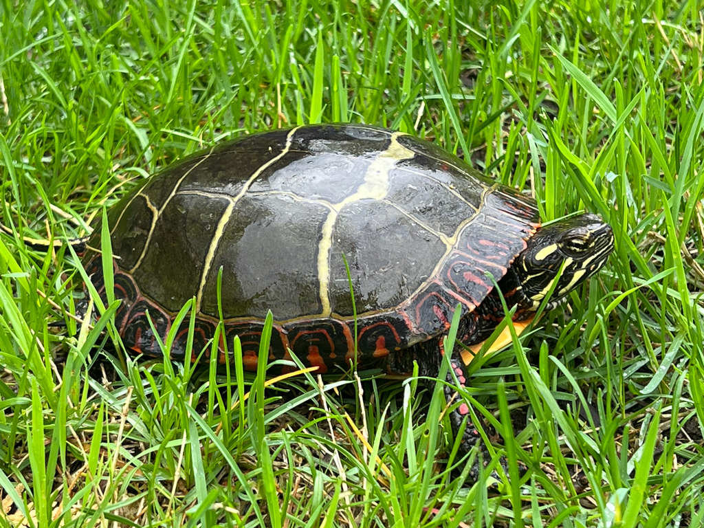 Eastern Painted Turtle