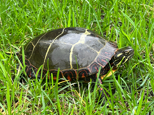 Eastern Painted Turtle