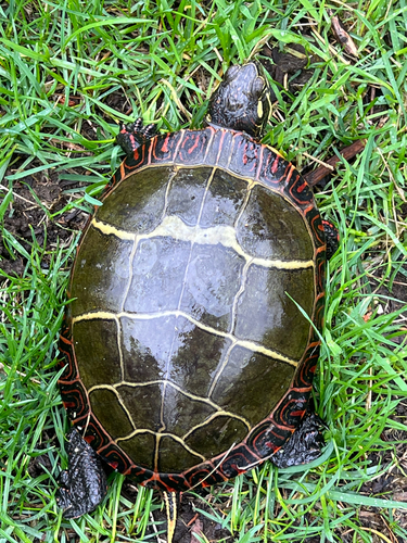 Eastern Painted Turtle