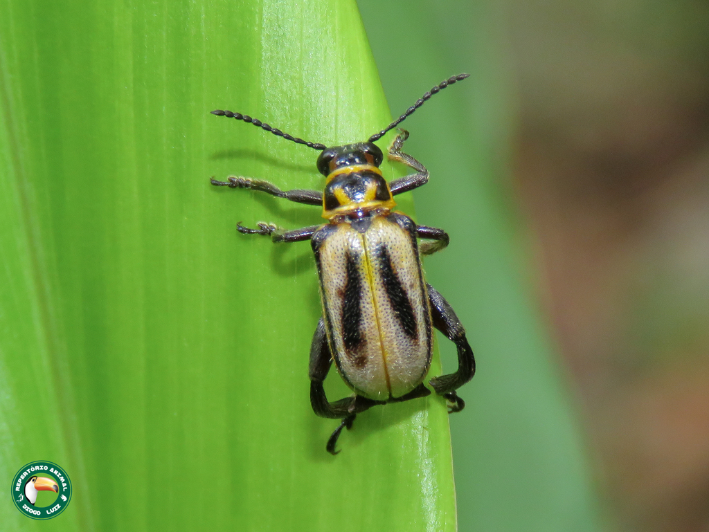 Agathomerus signatus