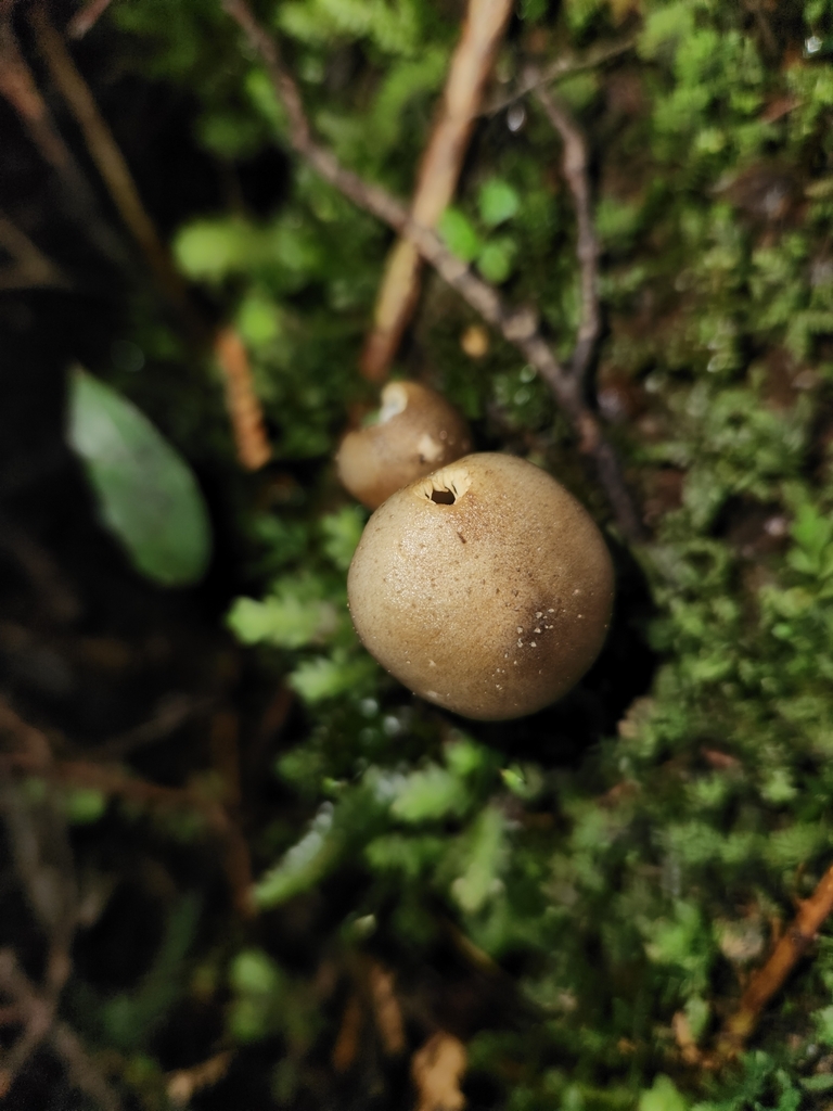 Armillaria novae-zelandiae · May 2025 · photo: © archie_tarn (iNaturalist, cc-by)