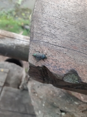 Thanatophilus micans