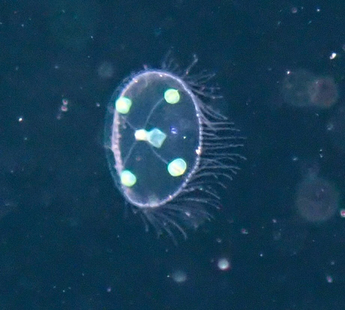 Obelia dichotoma observed 2025-05-05
