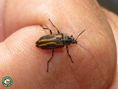 Astylus lineatus