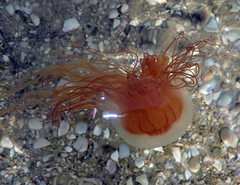 Desmonema gaudichaudi