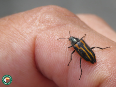 Astylus lineatus