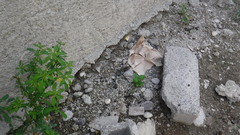 Pholidoscelis taeniurus