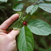 Mountain Winterberry - Photo (c) bendingtree, some rights reserved (CC BY-NC), uploaded by bendingtree