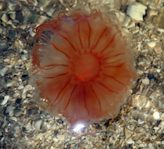 Desmonema gaudichaudi